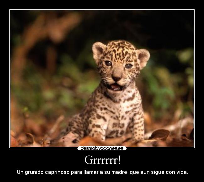 carteles animales desmotivaciones