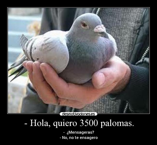 - Hola, quiero 3500 palomas. - -  ¿Mensageras?
- No, no te ensagero