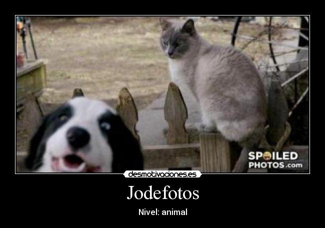 Jodefotos - Nivel: animal