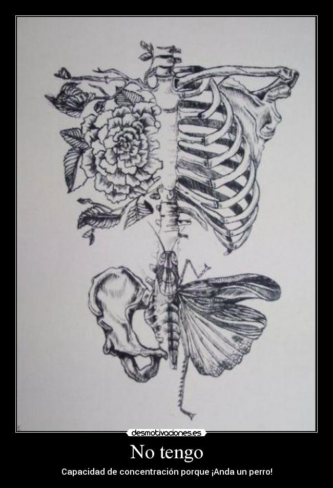 No tengo - Capacidad de concentración porque ¡Anda un perro!