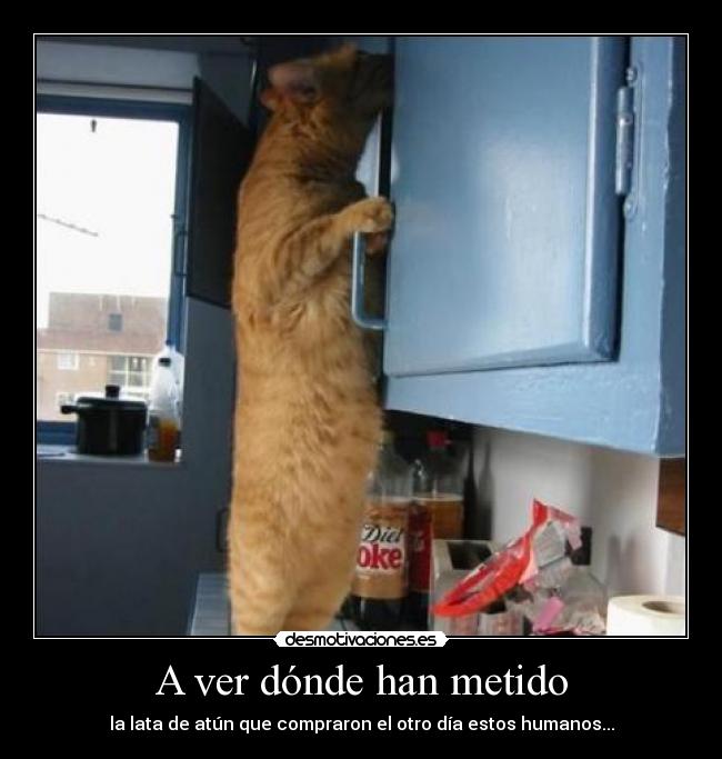 A ver dónde han metido - 