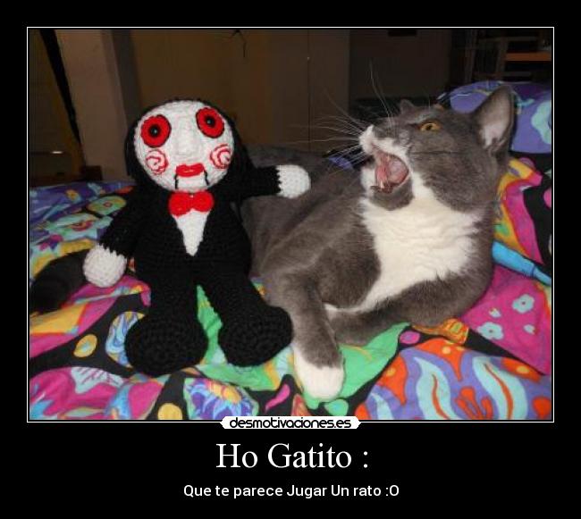 Ho Gatito : - 