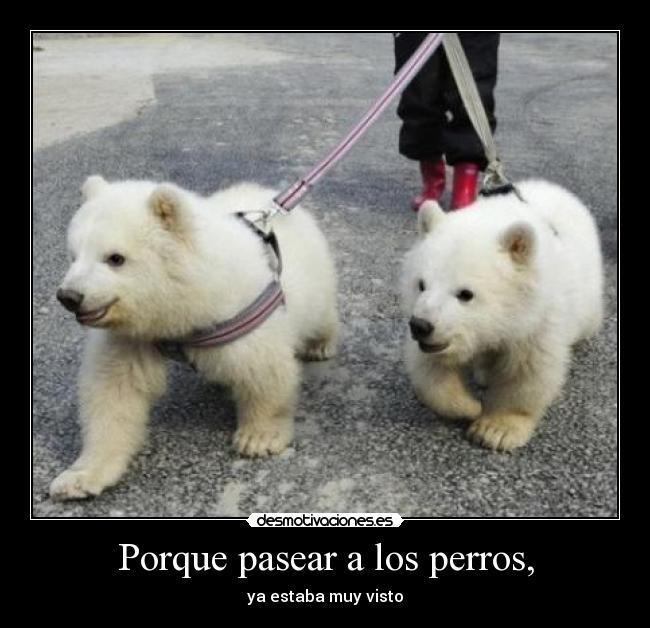Porque pasear a los perros, -