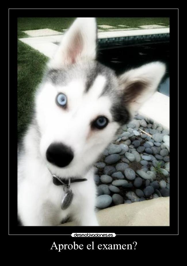 Aprobe el examen? -