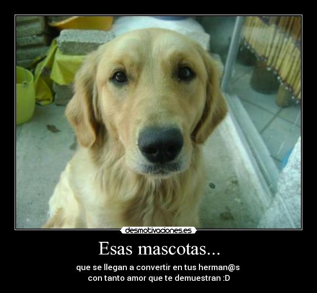 Esas mascotas... - 