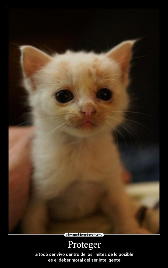 Proteger - 