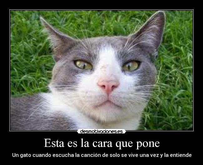 Esta es la cara que pone - Un gato cuando escucha la canción de solo se vive una vez y la entiende