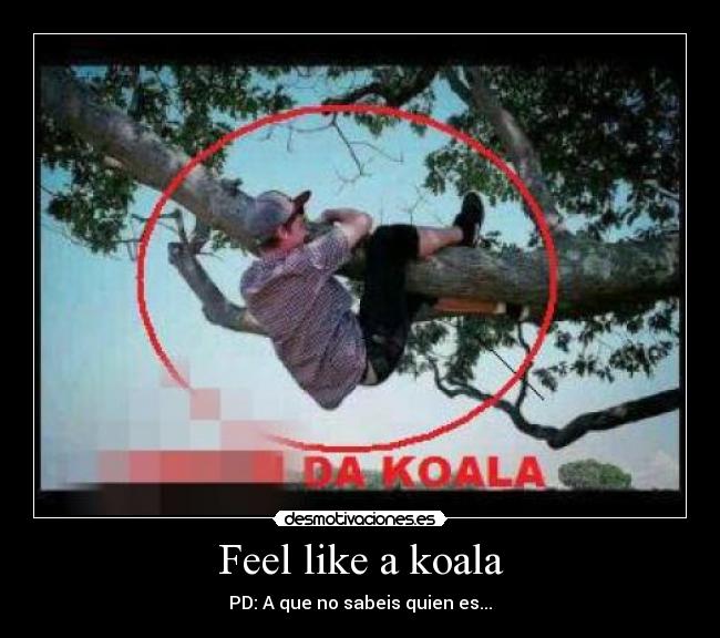 Feel like a koala - PD: A que no sabeis quien es...