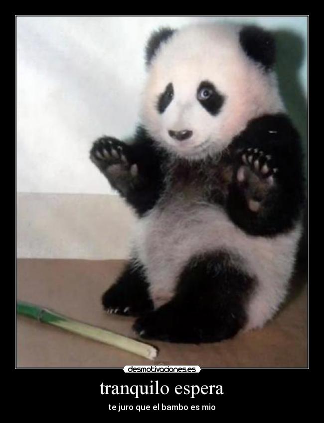 carteles pandas desmotivaciones