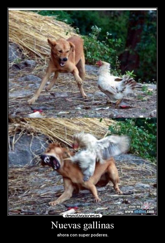 Nuevas gallinas -