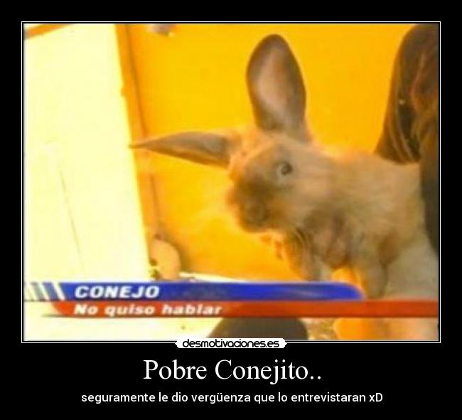 Pobre Conejito.. - 