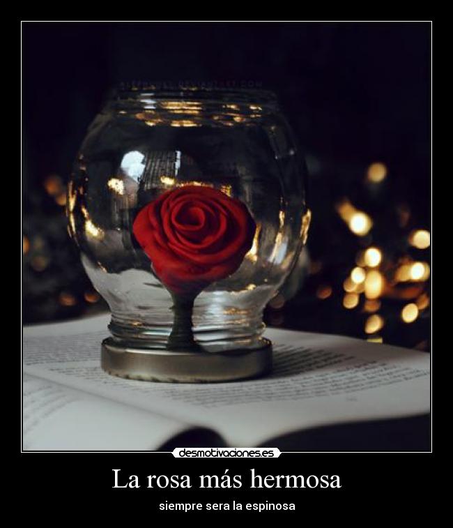 carteles rosa hermosa desmotivaciones