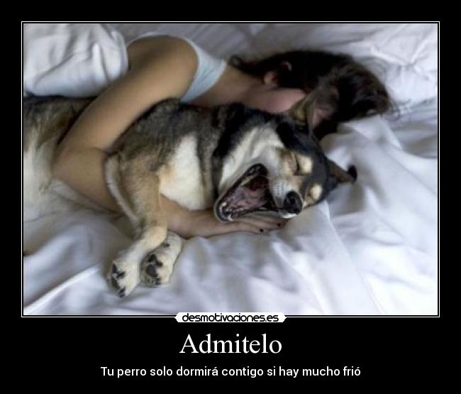 Admitelo - Tu perro solo dormirá contigo si hay mucho frió