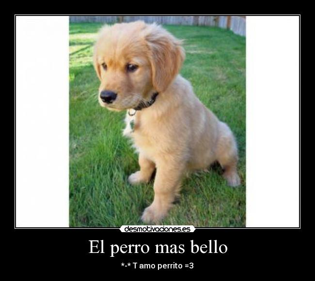 El perro mas bello - *-* T amo perrito =3