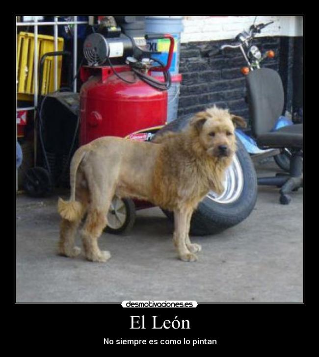 El León - No siempre es como lo pintan