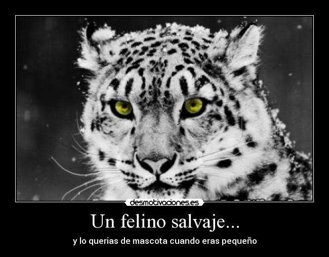 Un felino salvaje... - y lo querias de mascota cuando eras pequeño