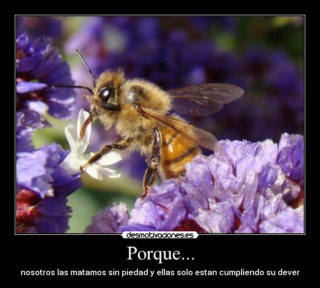Porque... - 