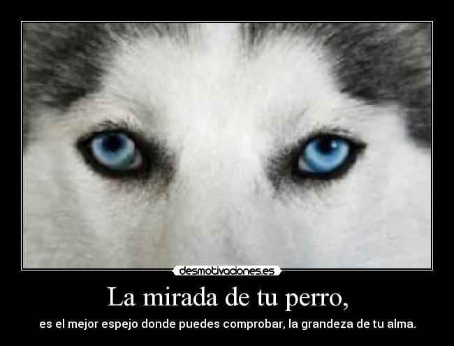 La mirada de tu perro, - es el mejor espejo donde puedes comprobar, la grandeza de tu alma.