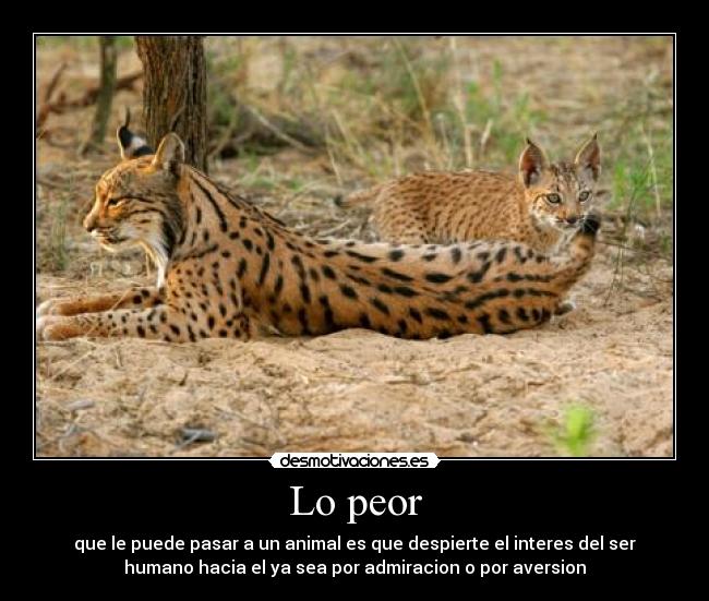 carteles ser humano siempre creyendose por encima las normas naturaleza desmotivaciones