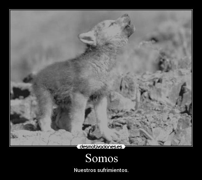 carteles cartel dreadk lobito extrano moradiza enamoradiza desmotivaciones