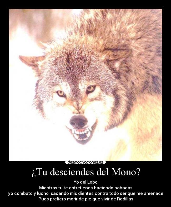¿Tu desciendes del Mono? - Yo del Lobo
Mientras tu te entretienes haciendo bobadas
yo combato y lucho sacando mis dientes contra todo ser que me amenace
Pues prefiero morir de pie que vivir de Rodillas