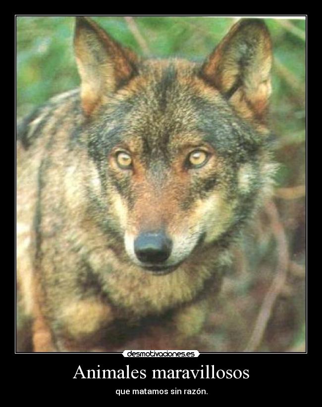 Animales maravillosos - que matamos sin razón.