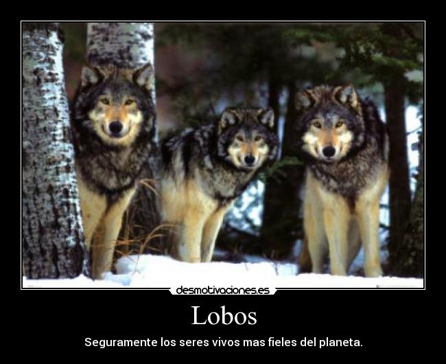 Lobos - Seguramente los seres vivos mas fieles del planeta.