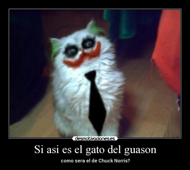 Si asi es el gato del guason - como sera el de Chuck Norris?