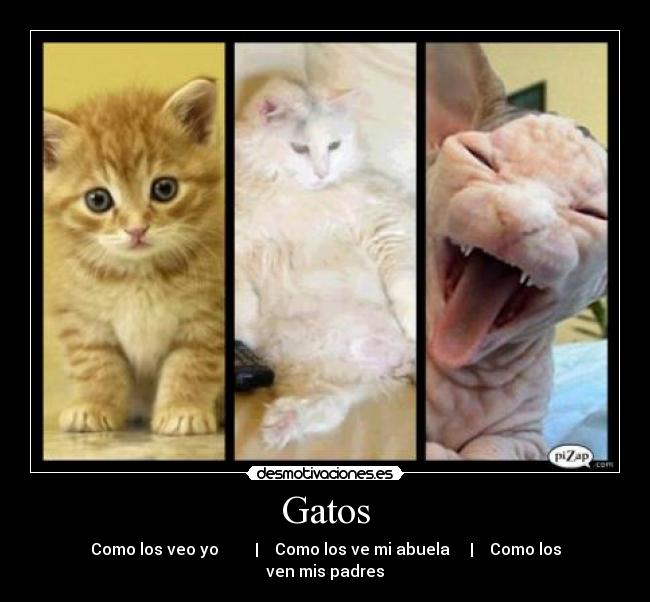Gatos -