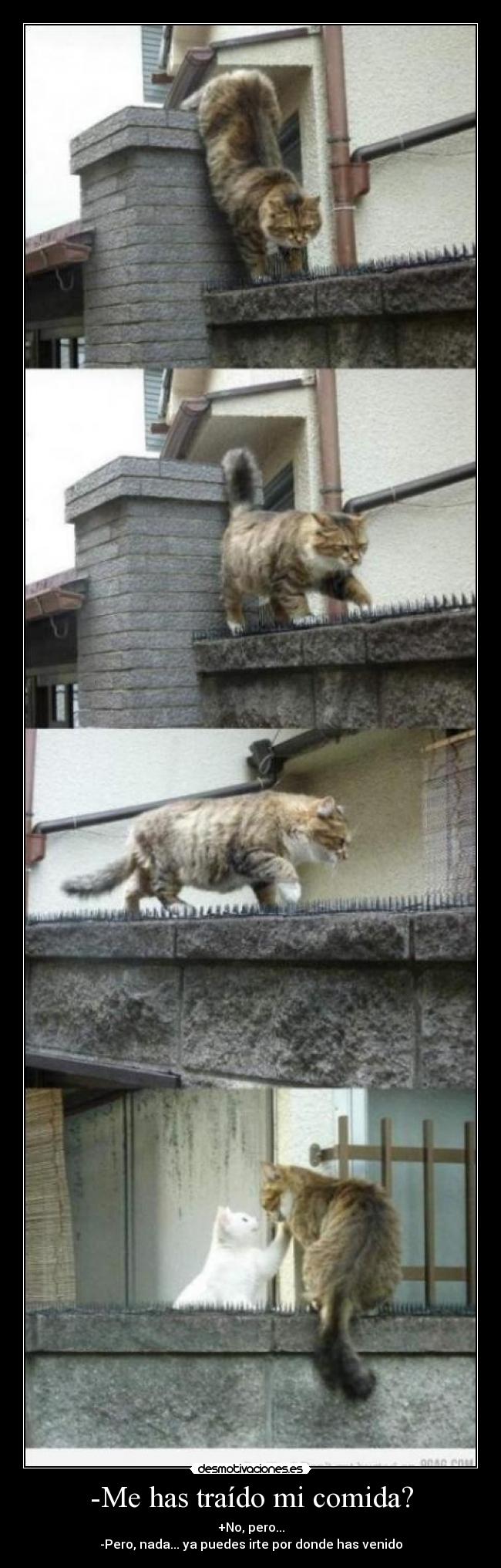 -Me has traído mi comida? - +No, pero...
-Pero, nada... ya puedes irte por donde has venido