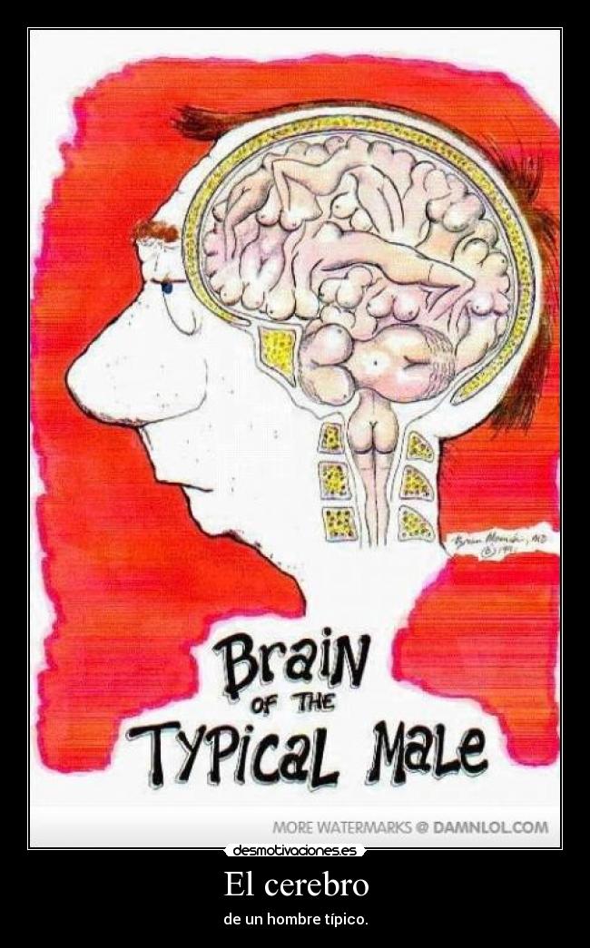 El cerebro - de un hombre típico.
