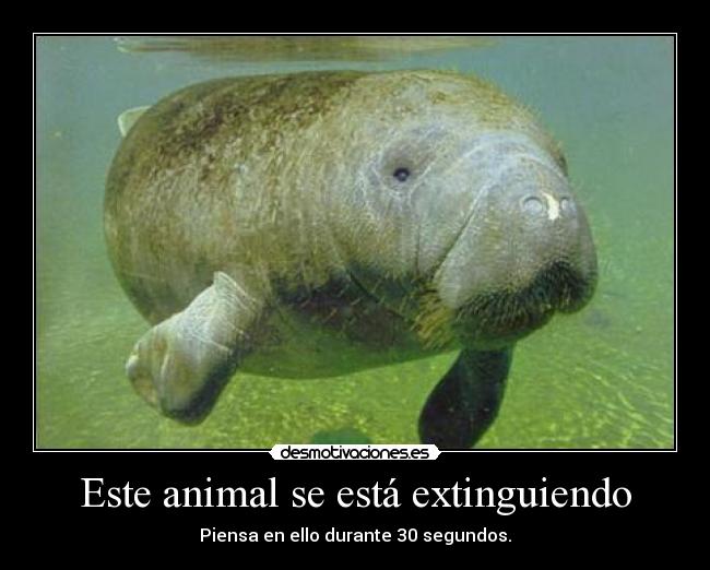 Este animal se está extinguiendo -