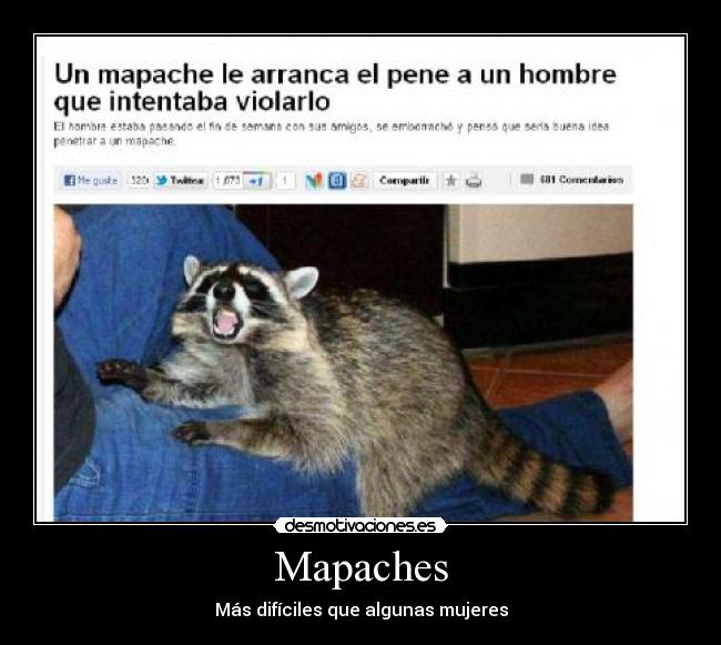 Mapaches - 