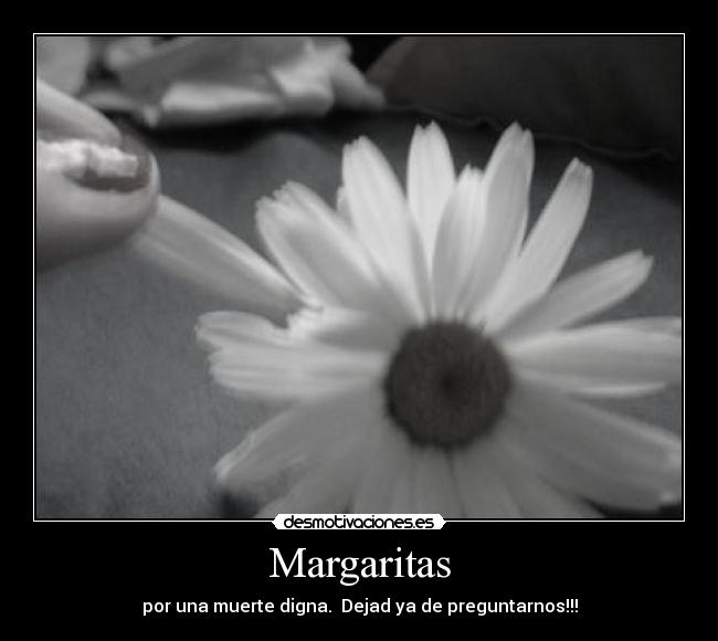 Margaritas - por una muerte digna. Dejad ya de preguntarnos!!!