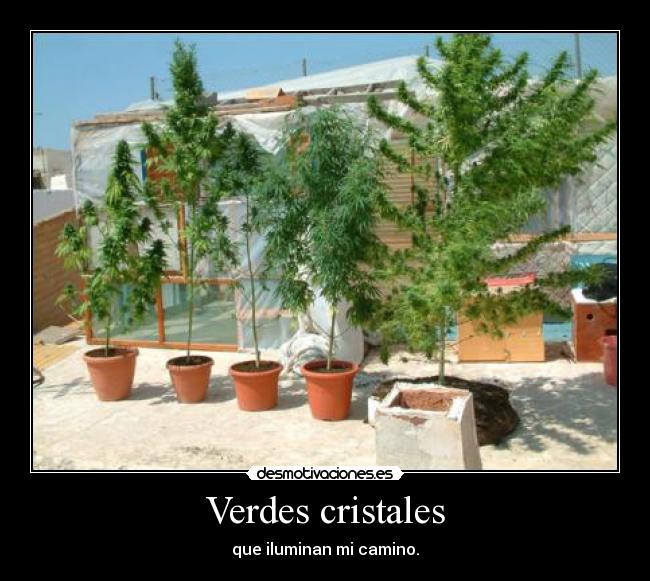 carteles marihuna porro falopa droga desmotivaciones