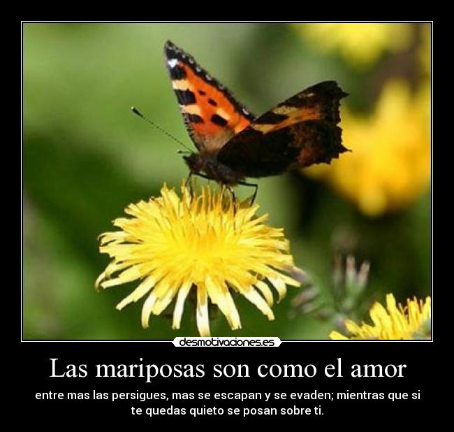 Las mariposas son como el amor -