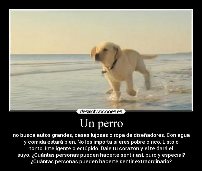 Un perro - no busca autos grandes, casas lujosas o ropa de diseñadores. Con agua
y comida estará bien. No les importa si eres pobre o rico. Listo o
tonto. Inteligente o estúpido. Dale tu corazón y el te dará el
suyo. ¿Cuántas personas pueden hacerte sentir así, puro y especial?
¿Cuántas personas pueden hacerte sentir extraordinario?