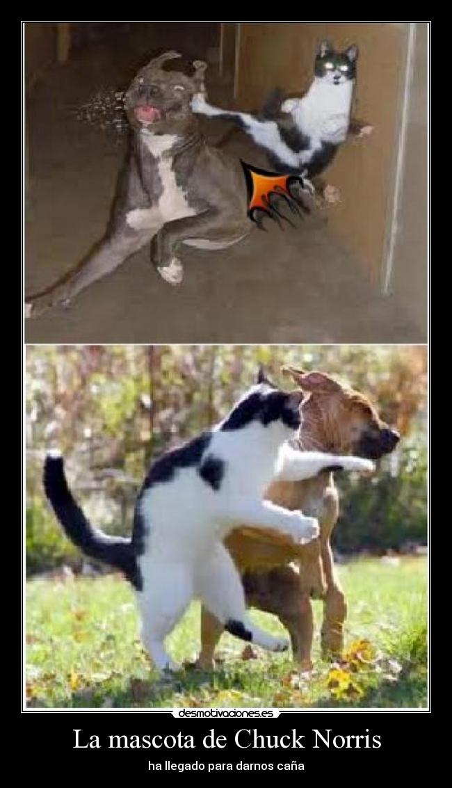 La mascota de Chuck Norris -