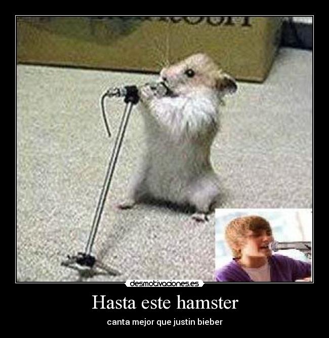 Hasta este hamster -