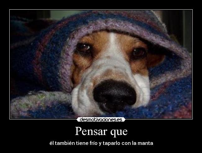carteles pensar el perro frio taparlo manta aaiinnaa desmotivaciones