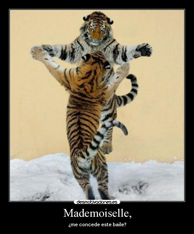 Mademoiselle, - ¿me concede este baile?