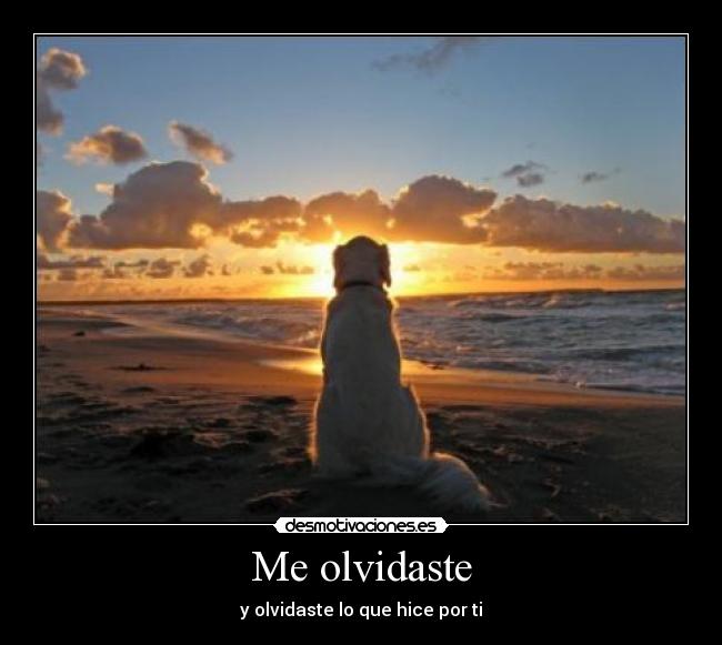 Me olvidaste - 