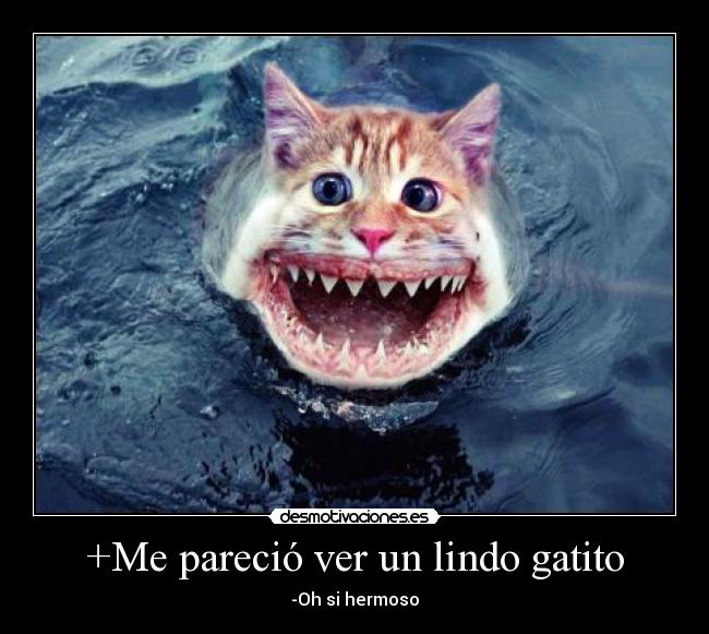 +Me pareció ver un lindo gatito -