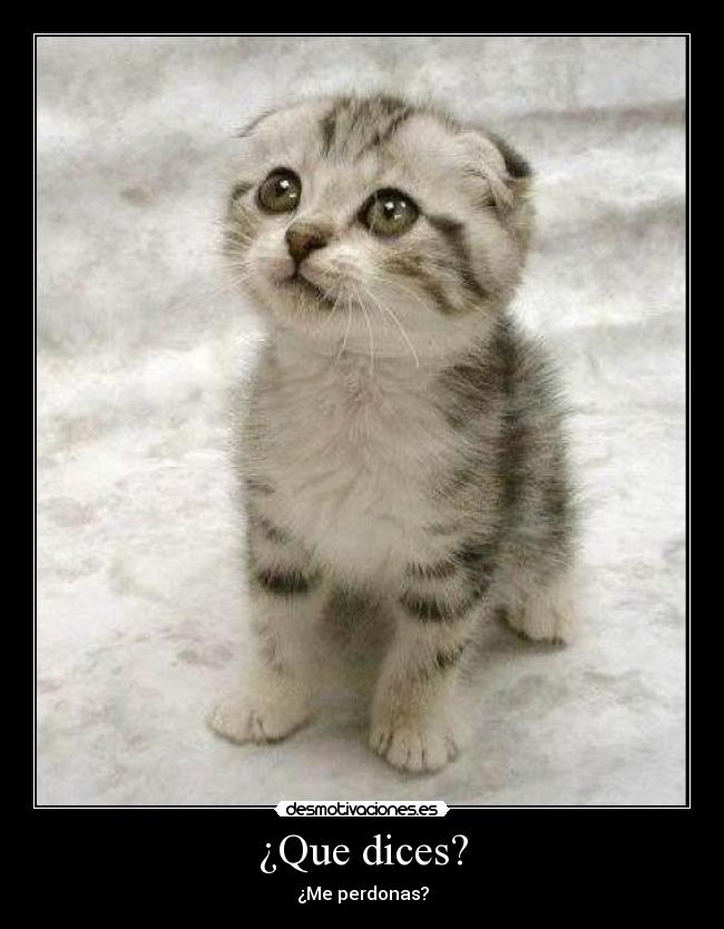 ¿Que dices? -