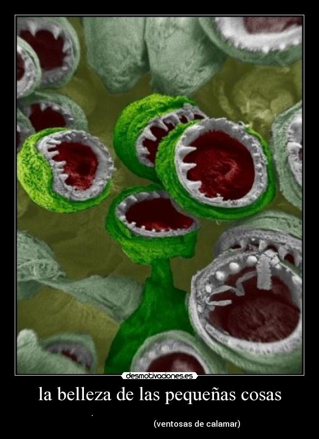 la belleza de las pequeñas cosas -