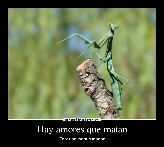 Hay amores que matan - Fdo: una mantis macho