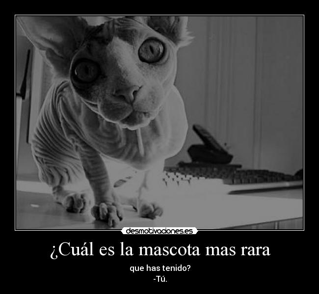 ¿Cuál es la mascota mas rara -
