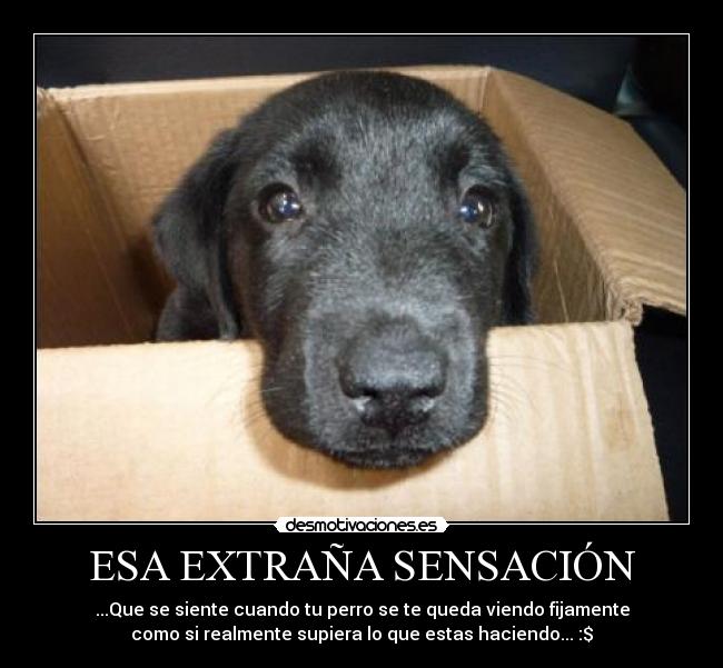ESA EXTRAÑA SENSACIÓN - ...Que se siente cuando tu perro se te queda viendo fijamente
como si realmente supiera lo que estas haciendo... :$