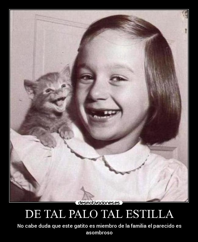 DE TAL PALO TAL ESTILLA - No cabe duda que este gatito es miembro de la familia el parecido es asombroso