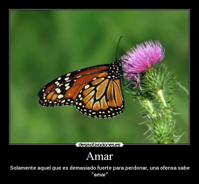 Amar - 